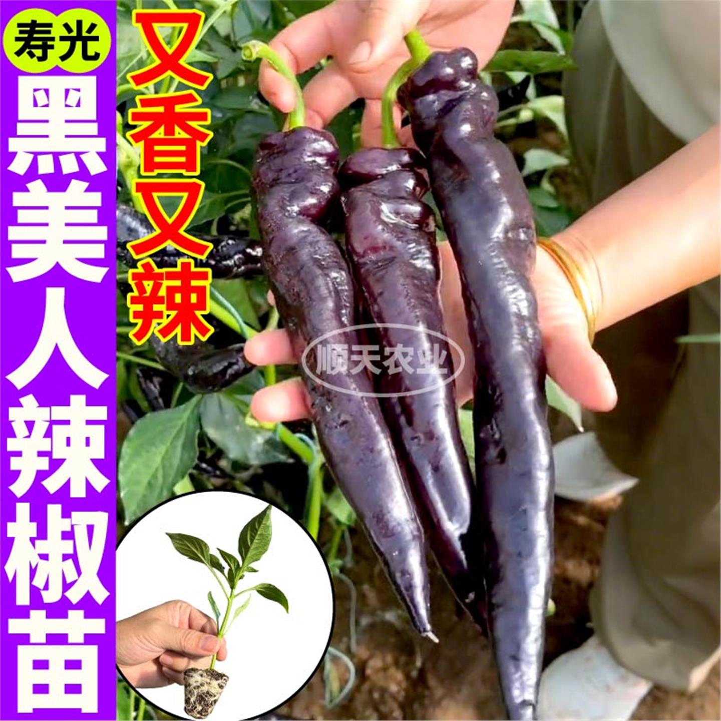 寿光黑美人辣椒苗秧四季高
