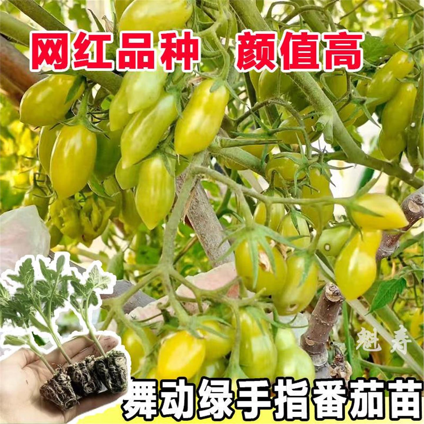超甜舞动绿手指番茄种子苗