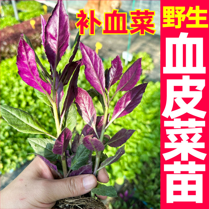 紫背天葵补铁紫背菜秧苗天然观音红叶红凤蔬菜苗四季可种带土盆栽