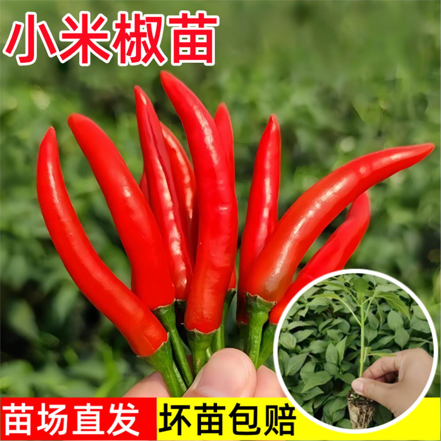 红色小米椒苗尖辣种朝天指