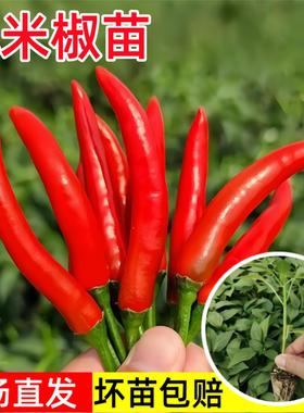 红色小米椒苗尖辣椒苗种朝天椒指天椒幼苗春秋阳台盆栽蔬菜苗孑秧
