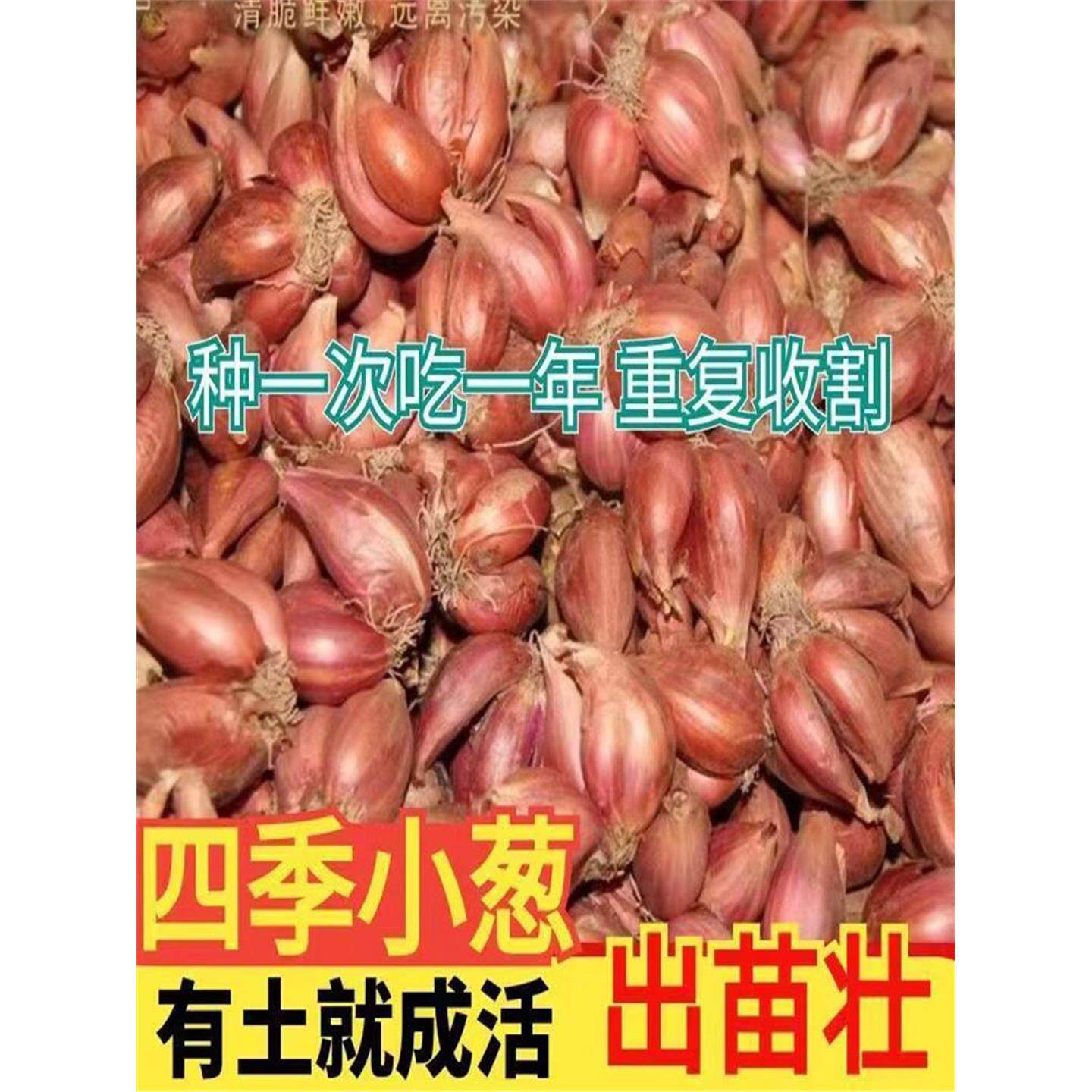 葱头香红火种正宗四季新鲜