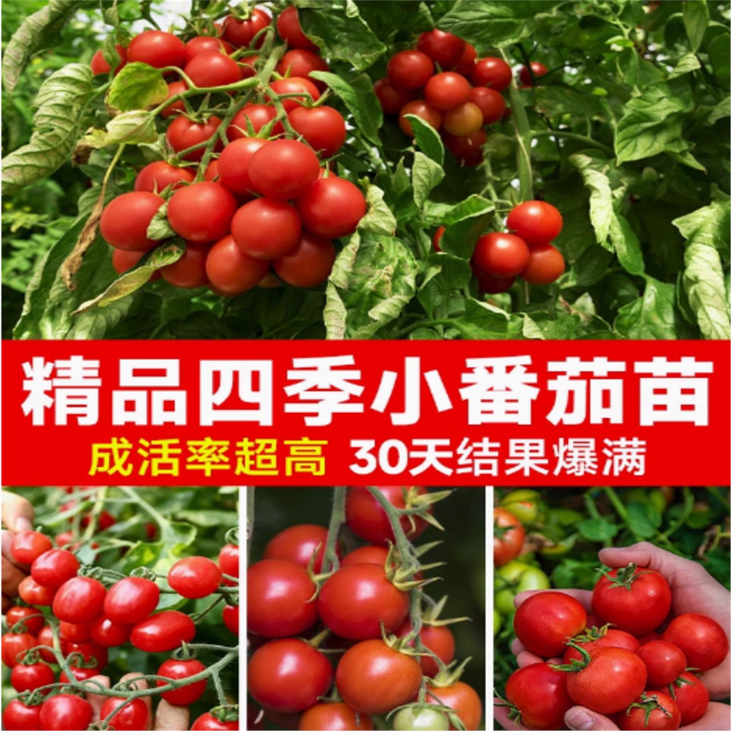瀑布小番茄苗千禧圣女果秧