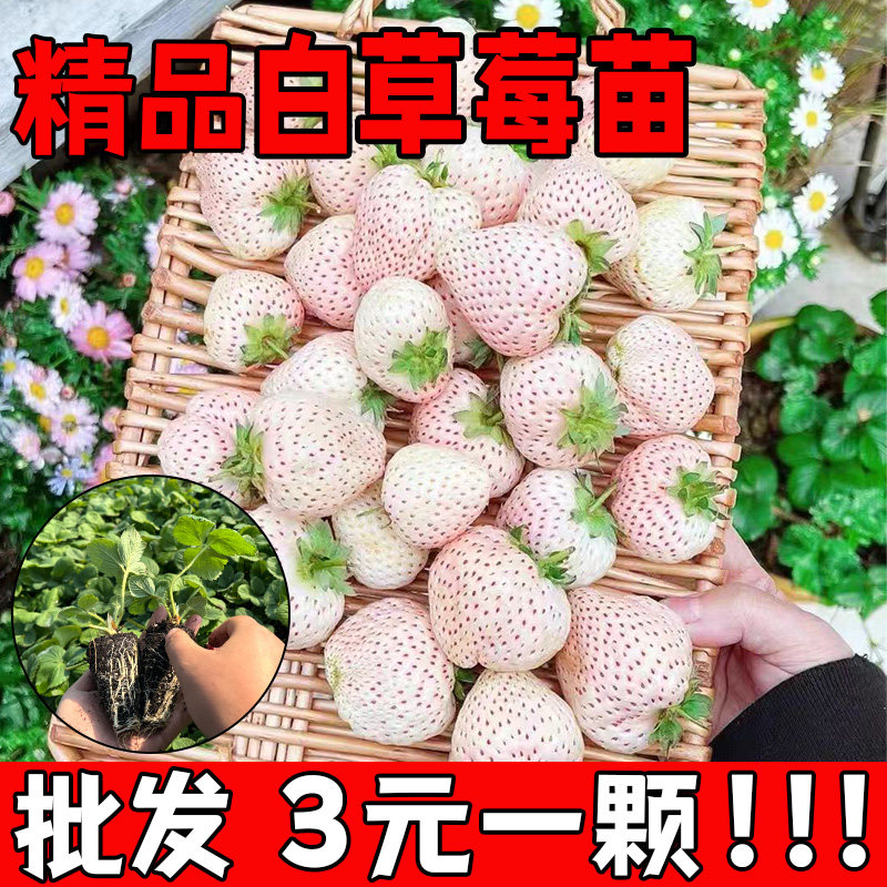 奶油草莓苗盆栽四季结果红