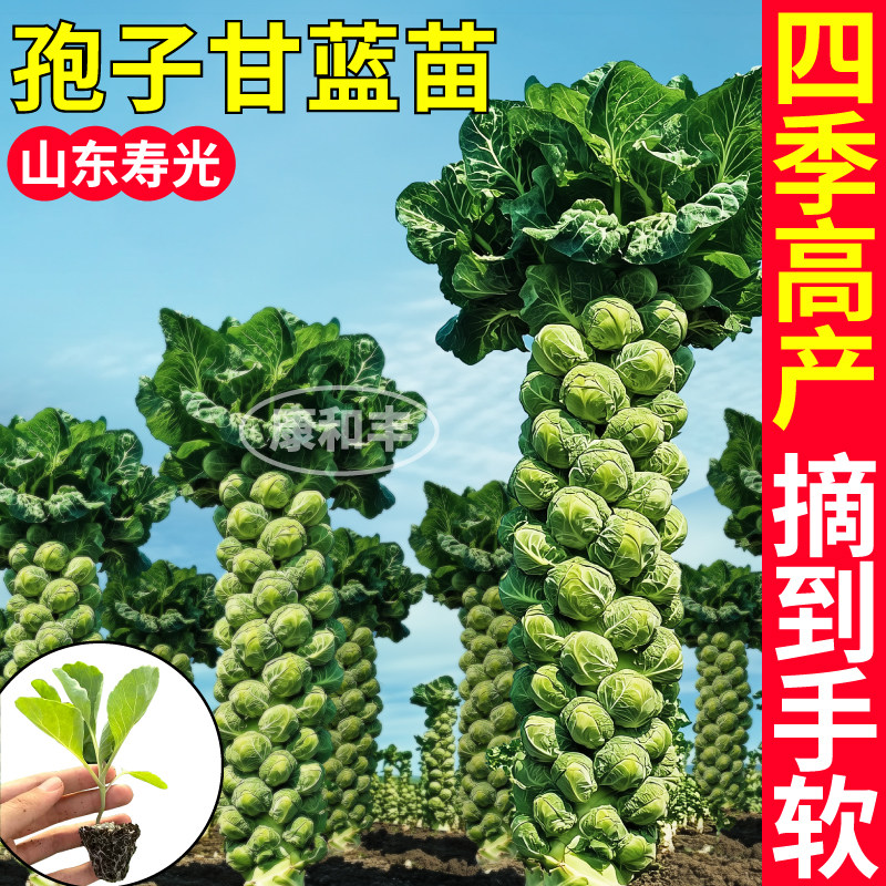 寿光耐寒蔬菜孢子甘蓝苗秧