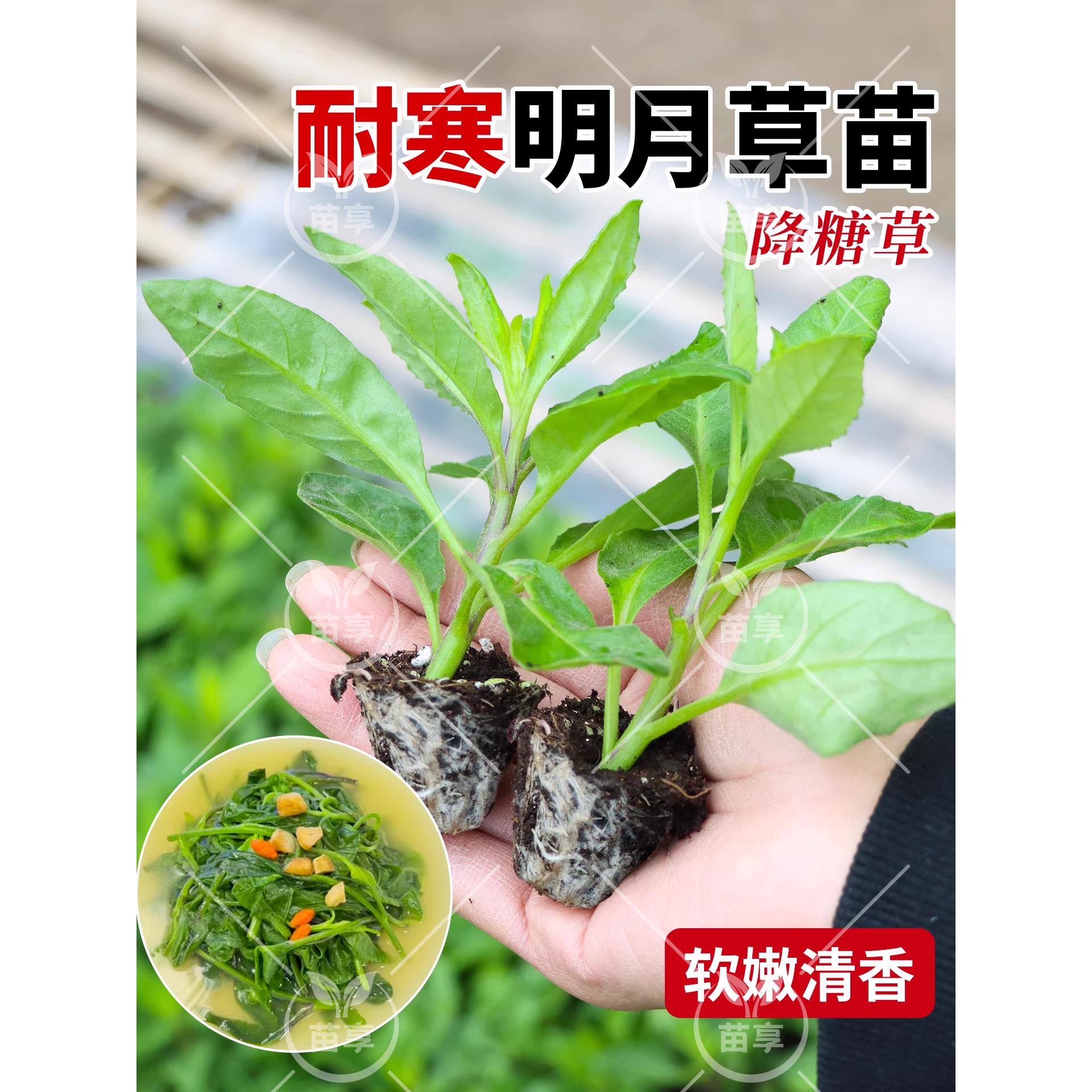 富贵菜苗长寿盆栽草四季明
