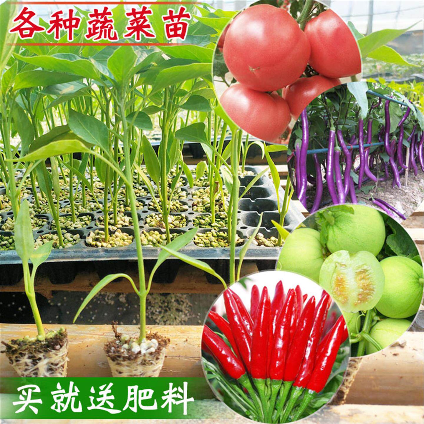蔬菜苗子西红柿番茄辣椒