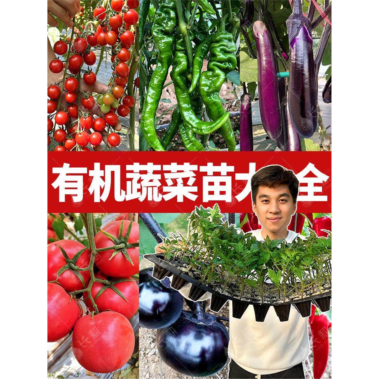 蔬菜苗大全西红柿圣女果苦瓜辣椒茄子向日葵田七甜瓜黄瓜西瓜四季