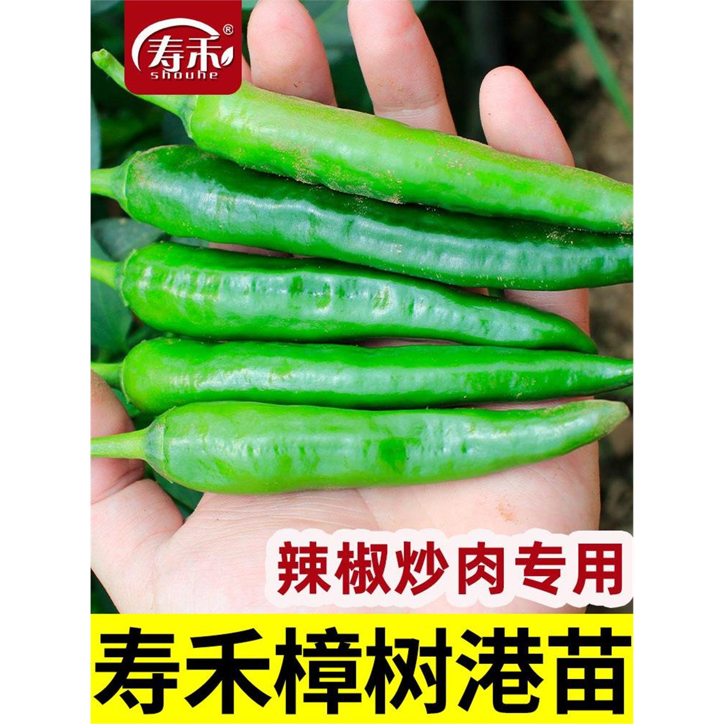 正宗樟树港辣椒种子籽岳阳