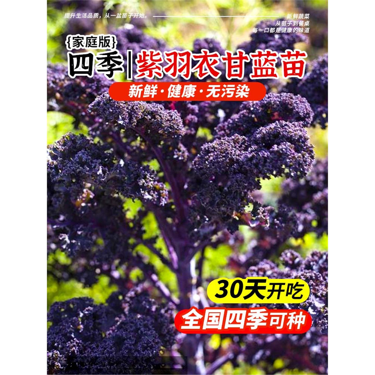 可食用紫羽衣甘蓝苗大秧盆