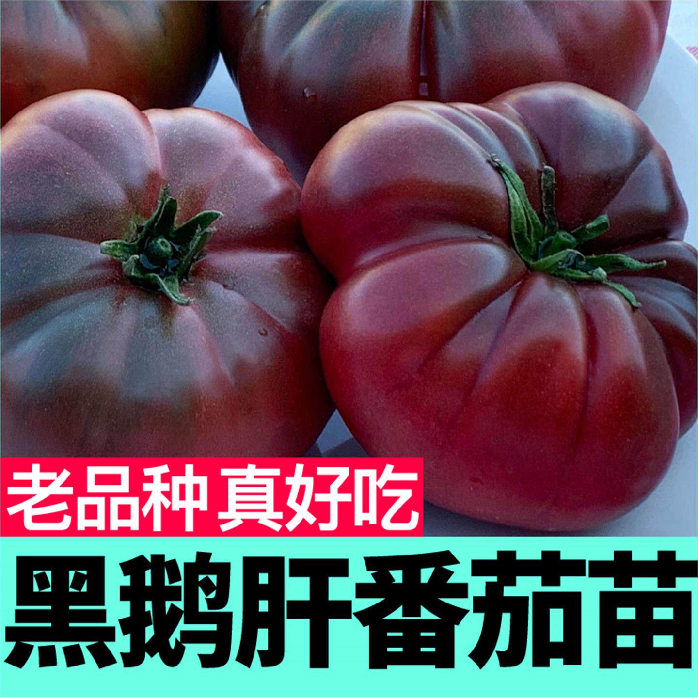 黑鹅肝番茄苗秧种子巨型马