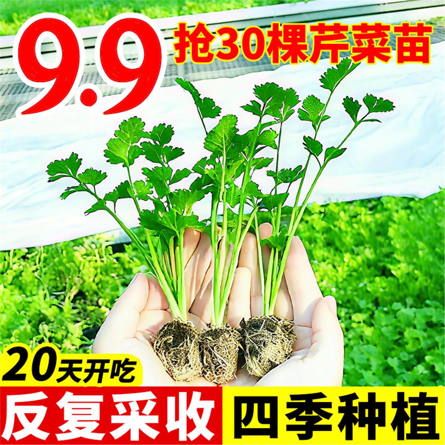 四季小香芹菜苗秧水果大老