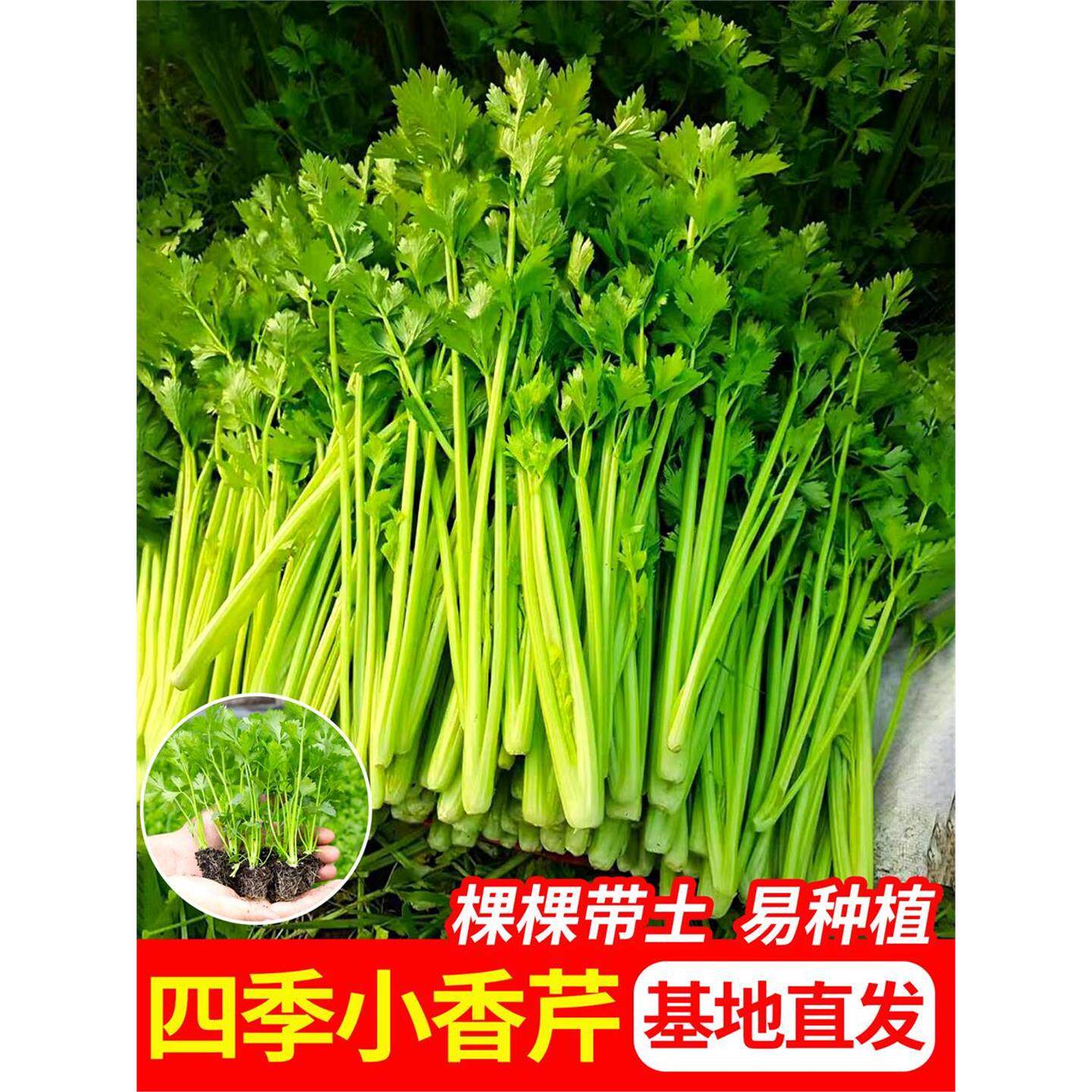 四季小香芹菜苗西秧红白种