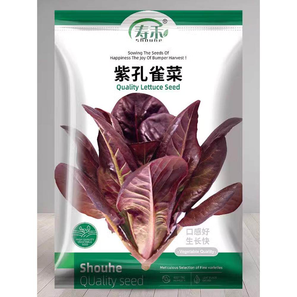 紫孔雀菜生种子籽孑苗四季