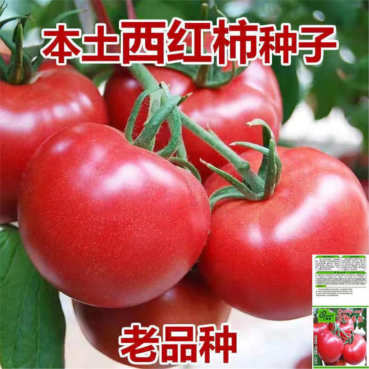 农家大粉番茄种籽红四季毛