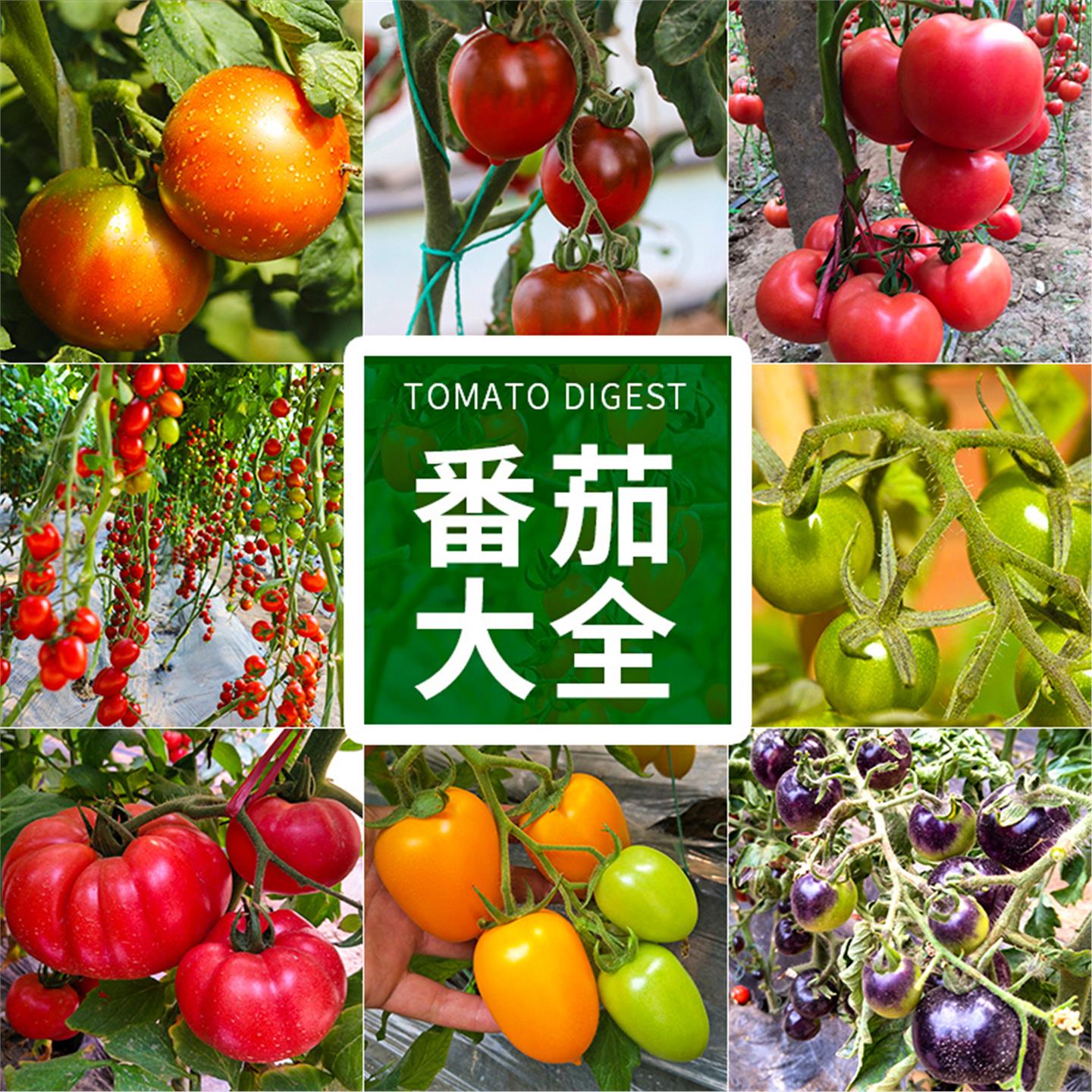 【番茄大全】各种苗西红柿