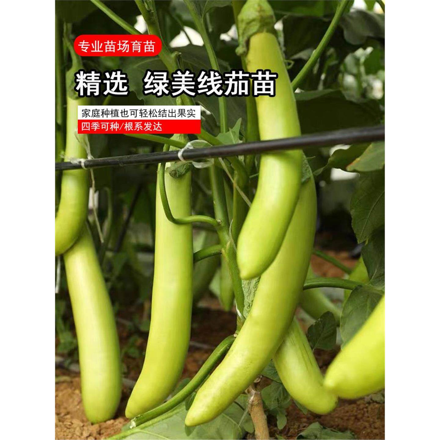 绿美线茄苗子种幼南方蔬菜