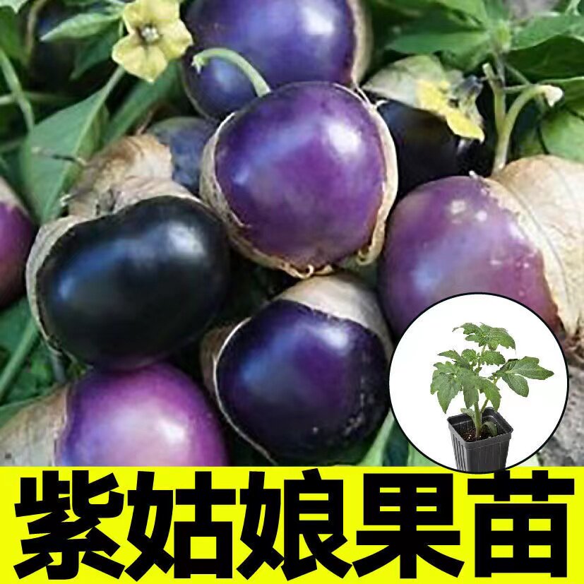 东北紫姑娘果苗秧带土球春
