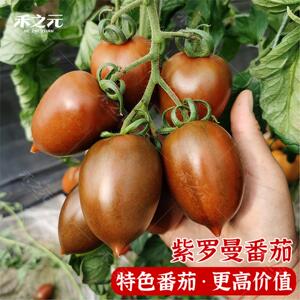 紫罗曼番茄西红柿种子苗黑