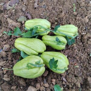 贵州佛手瓜带芽农家老朋窝