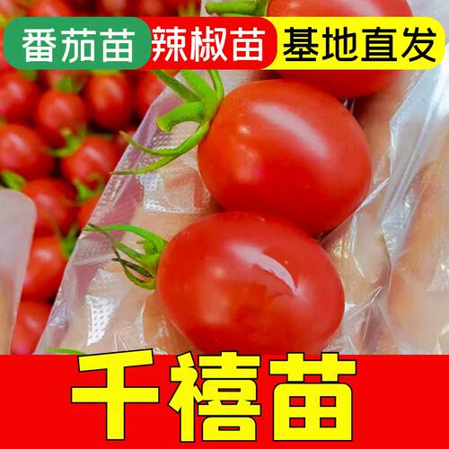 千禧苗子千禧秧苗四季蔬菜苗