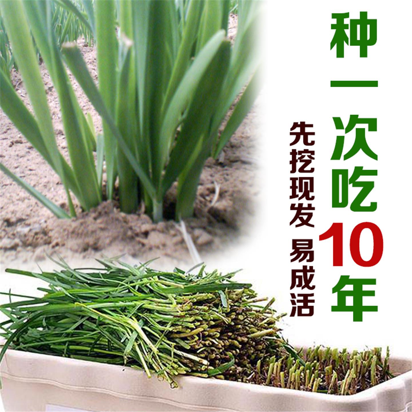 新四季阳台盆栽种菜苗子紫
