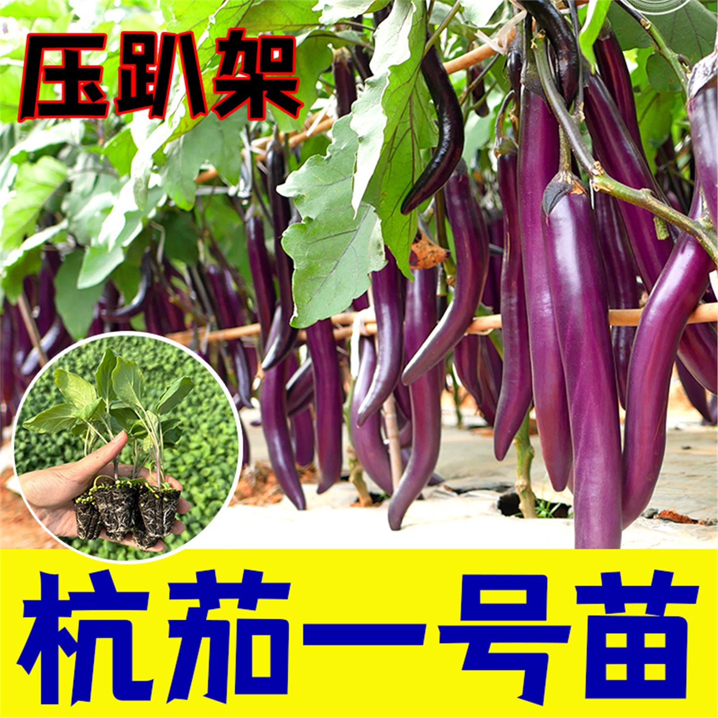 杭茄子长线苗种幼秧高产烧