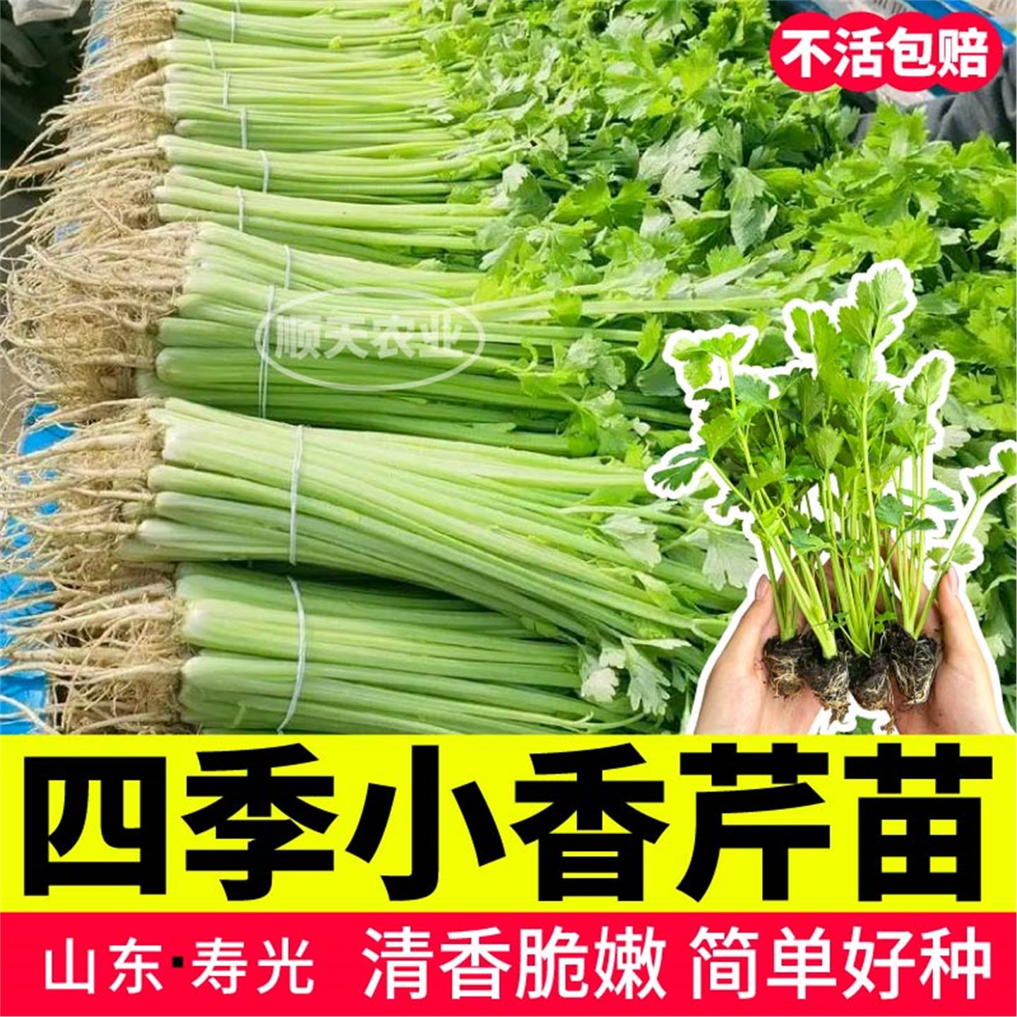 寿光四季小香芹苗秧带土球
