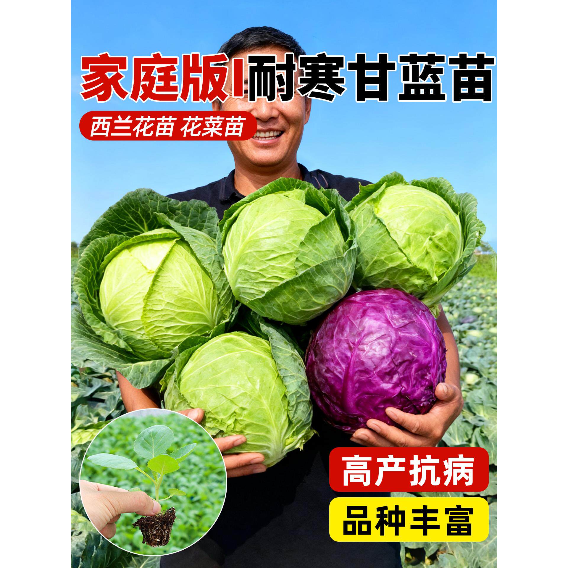 耐热包菜秧苗带土牛心甘蓝