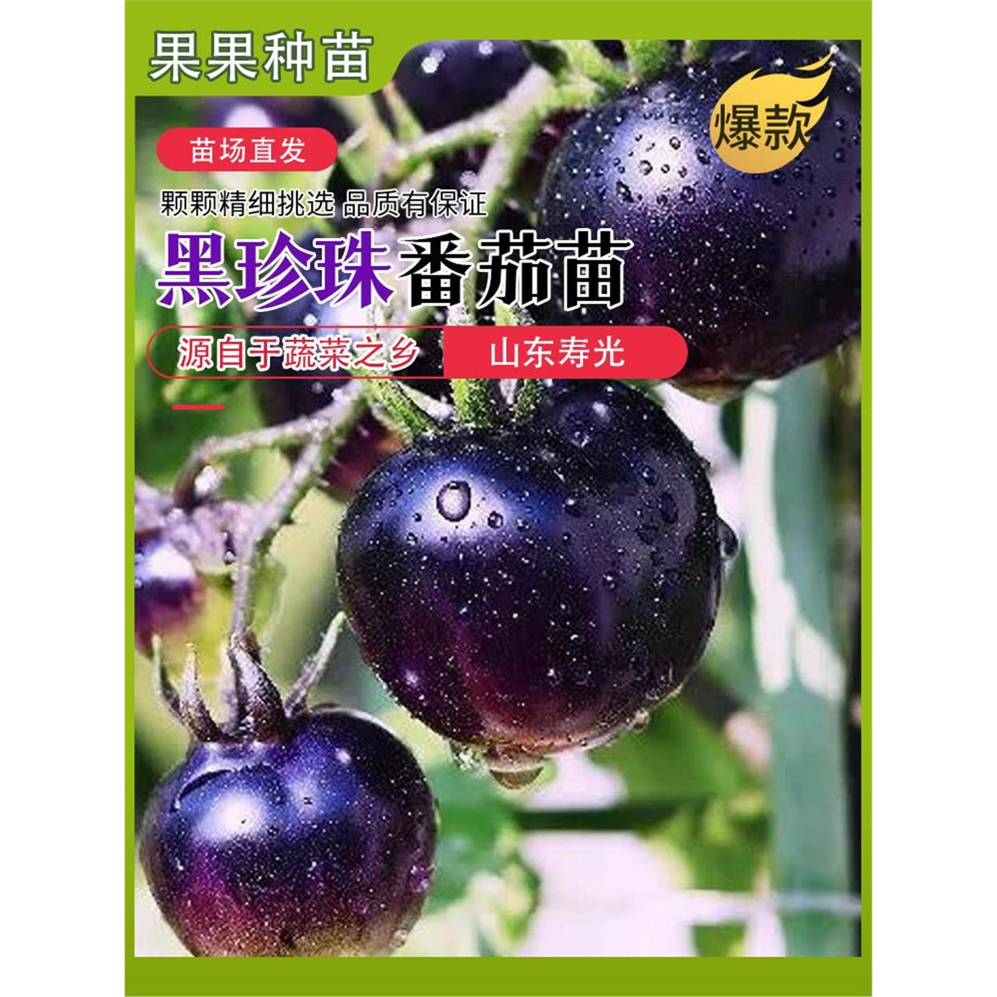 黑珍珠番茄苗秧矮生樱桃瀑