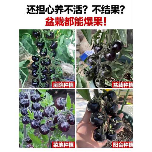 黑珍珠番茄苗秧樱桃小西红