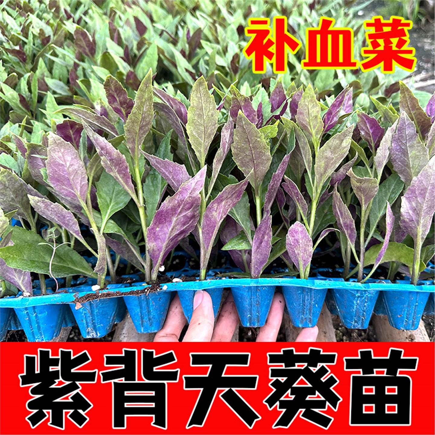 紫背菜四季蔬观音苗血皮天