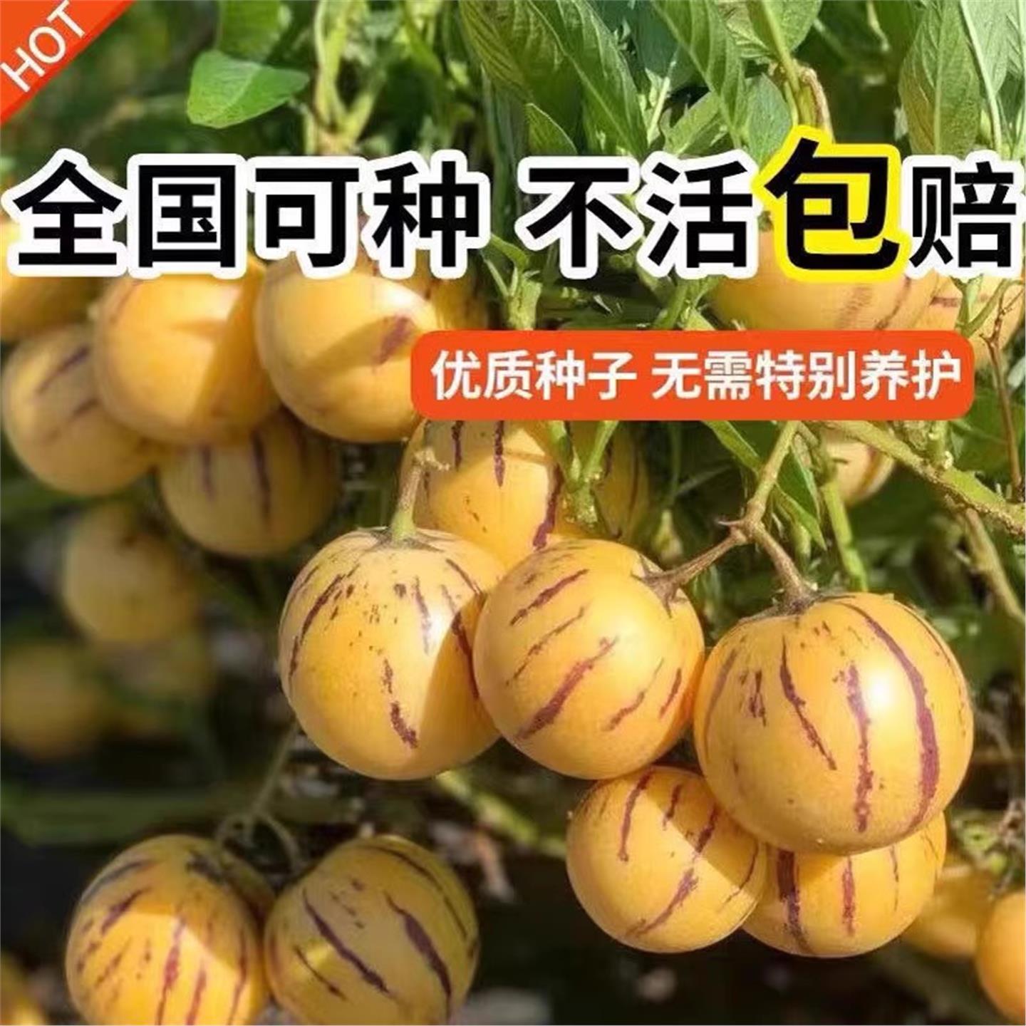 正宗人参果种子多年生水四
