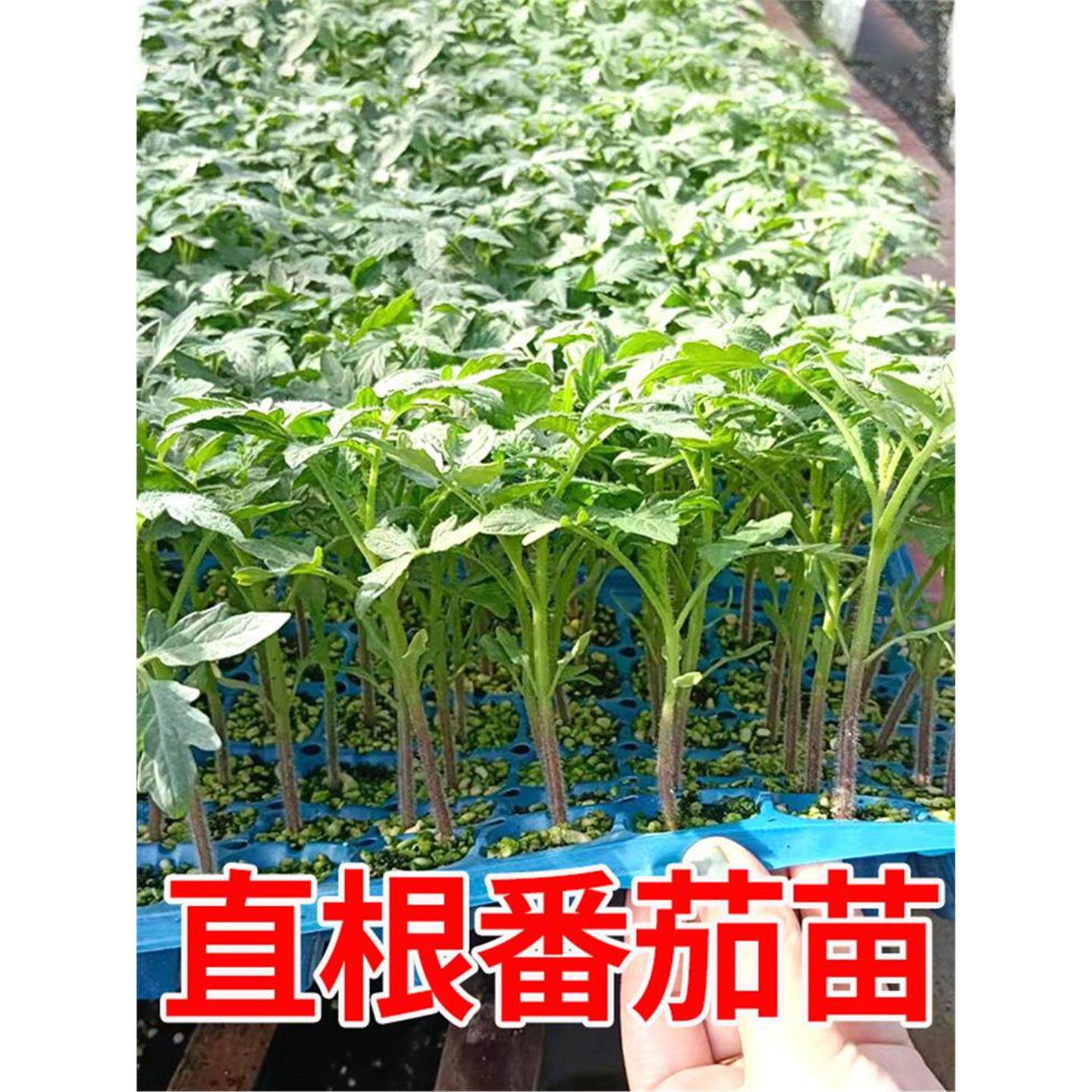 各种蔬菜苗秧辣椒幼茄子黄