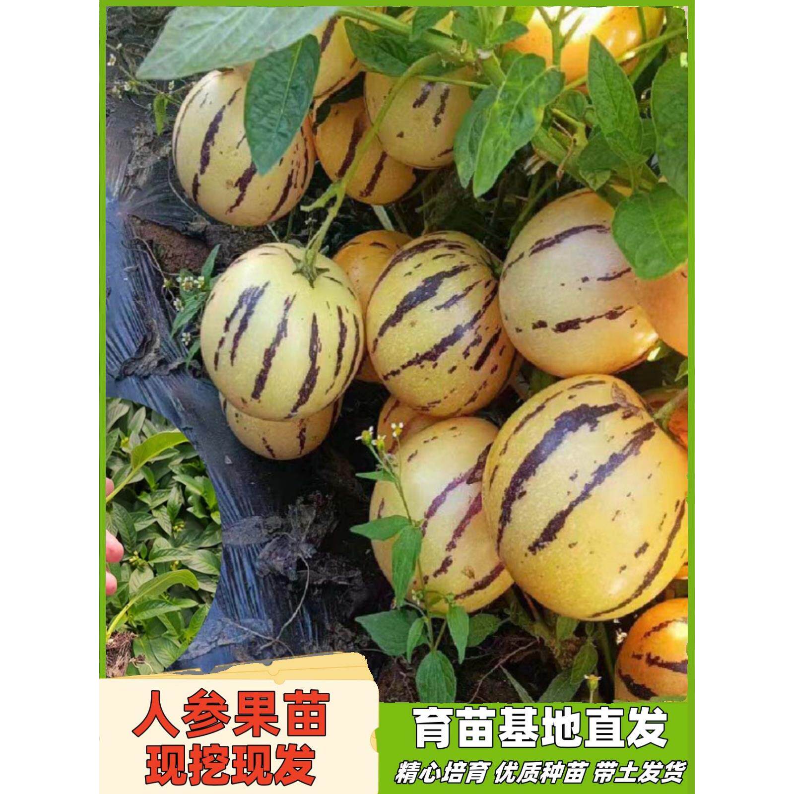 爆甜正宗人参果苗盆栽生菜