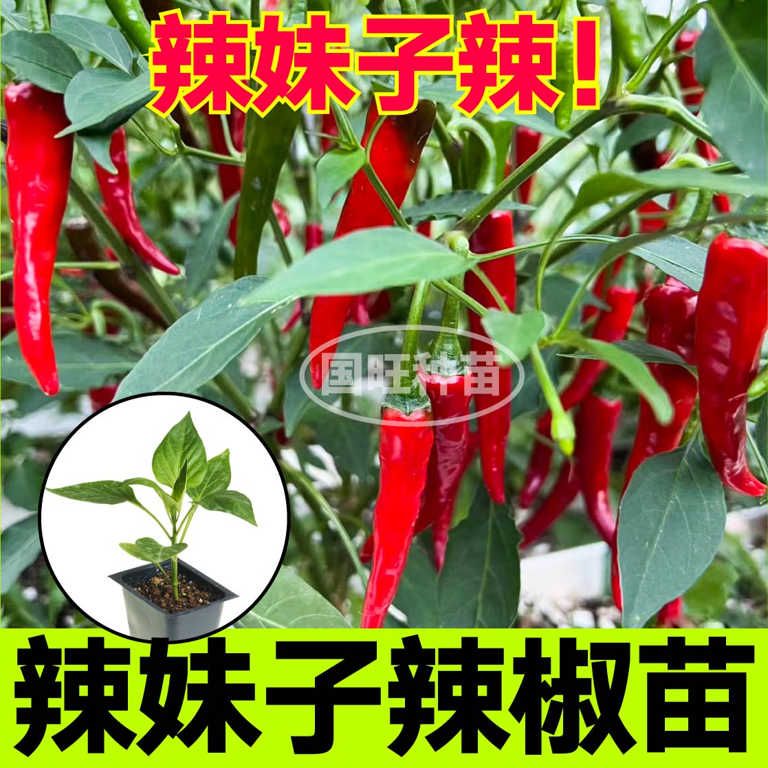 巨辣妹子椒苗秧特红小米魔