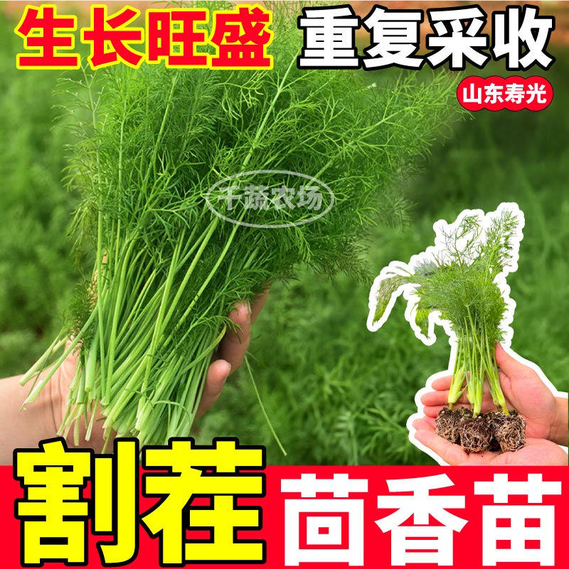 寿光割茬茴香苗秧结球味更