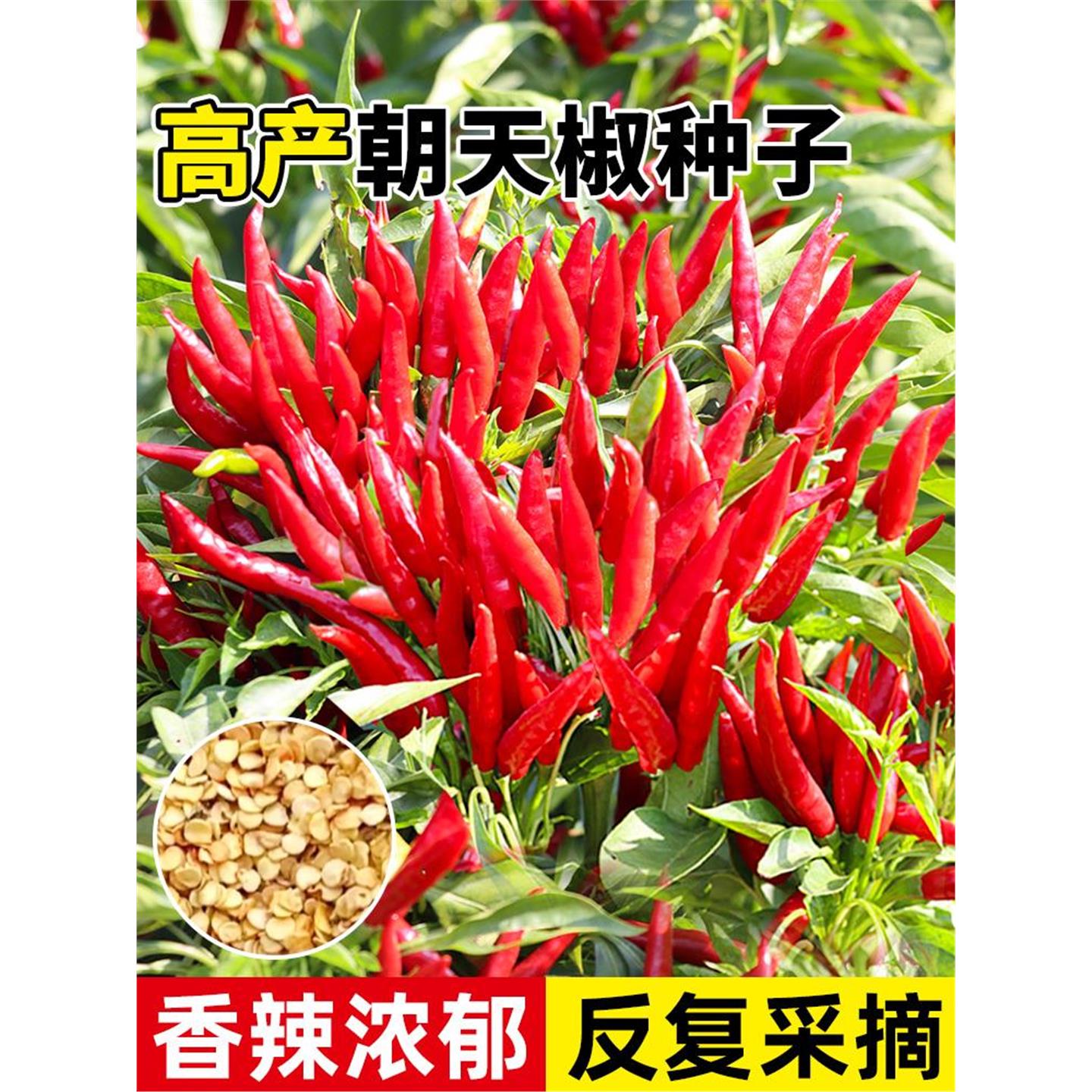 朝天椒种子超辣小米青早熟