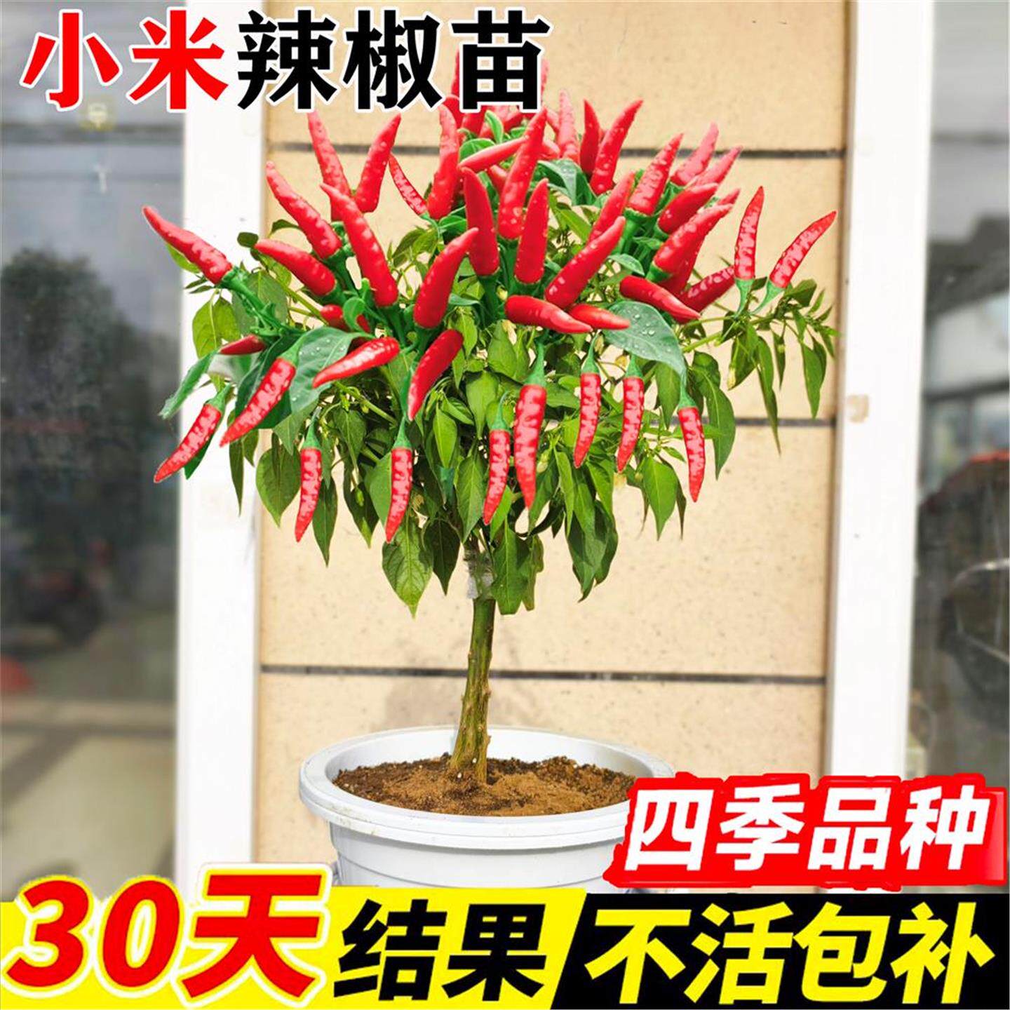 小米辣椒苗秧朝天四季盆栽