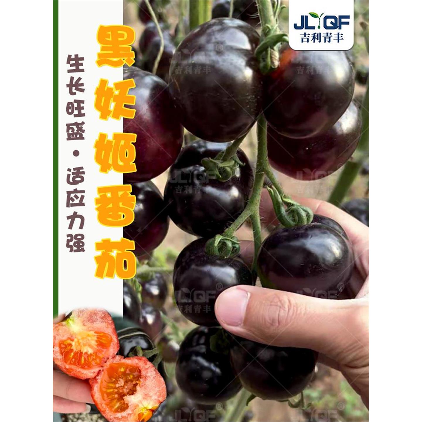 黑番茄种子紫西红柿苗珍珠
