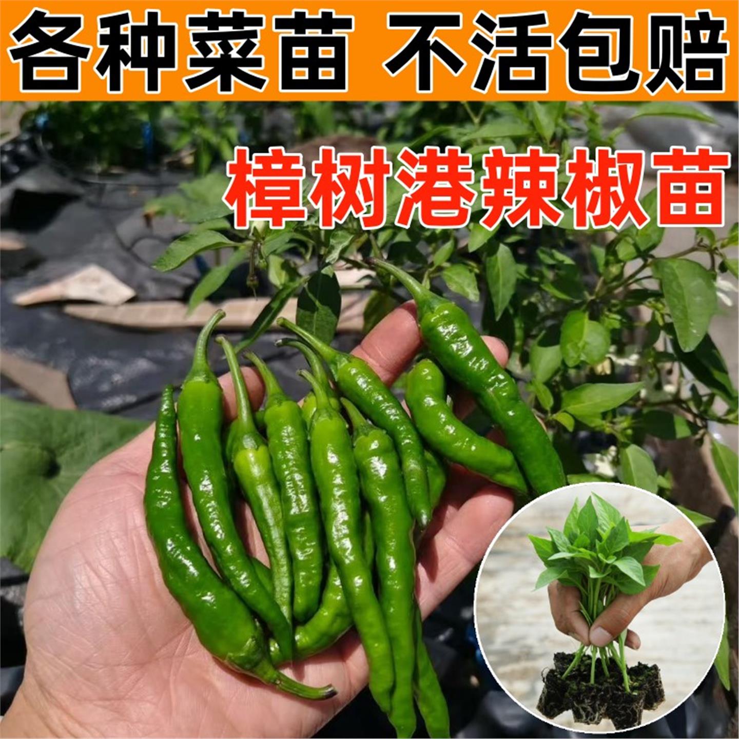 樟树港辣椒苗秧四季盆栽阳