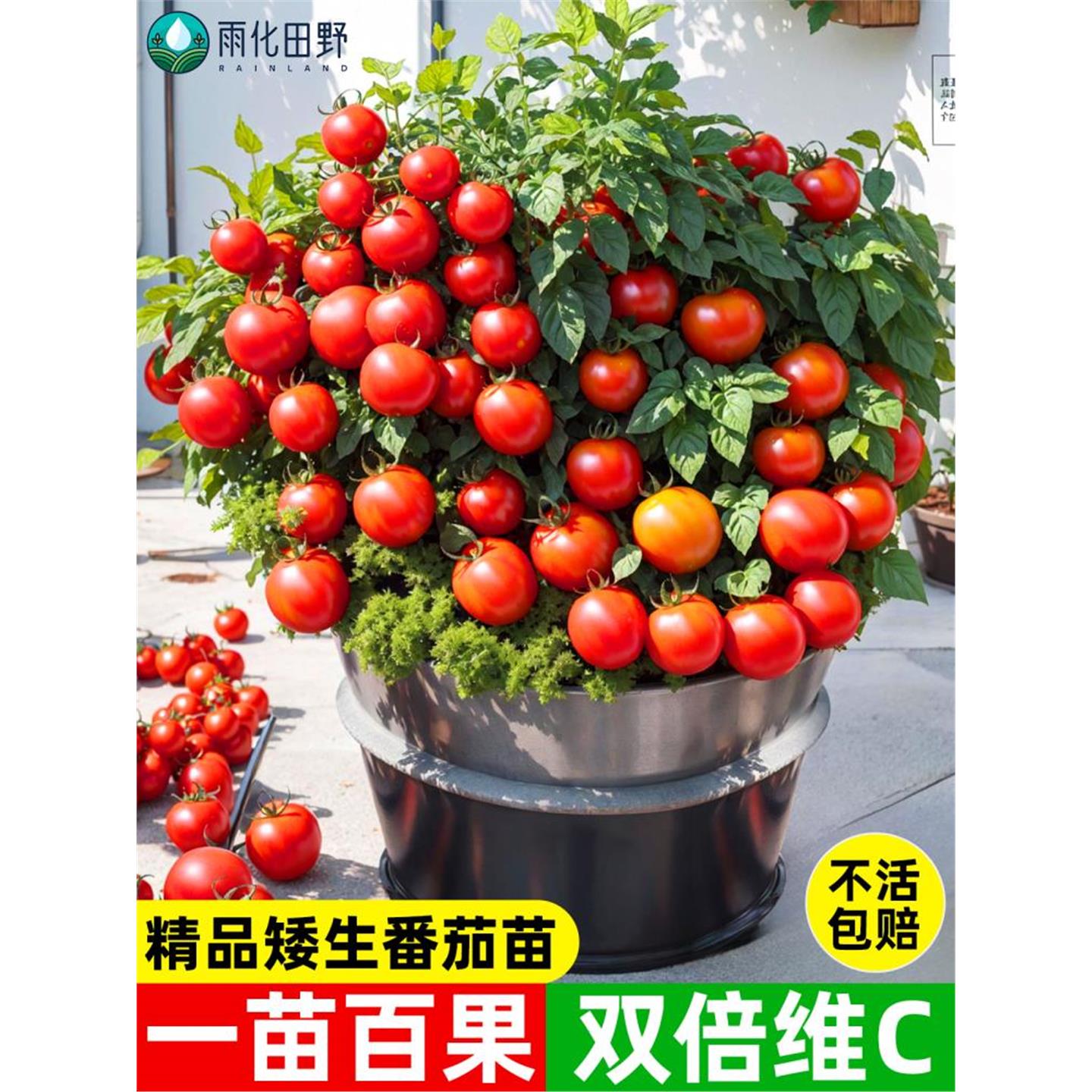 矮生盆栽樱桃小番茄苗普罗