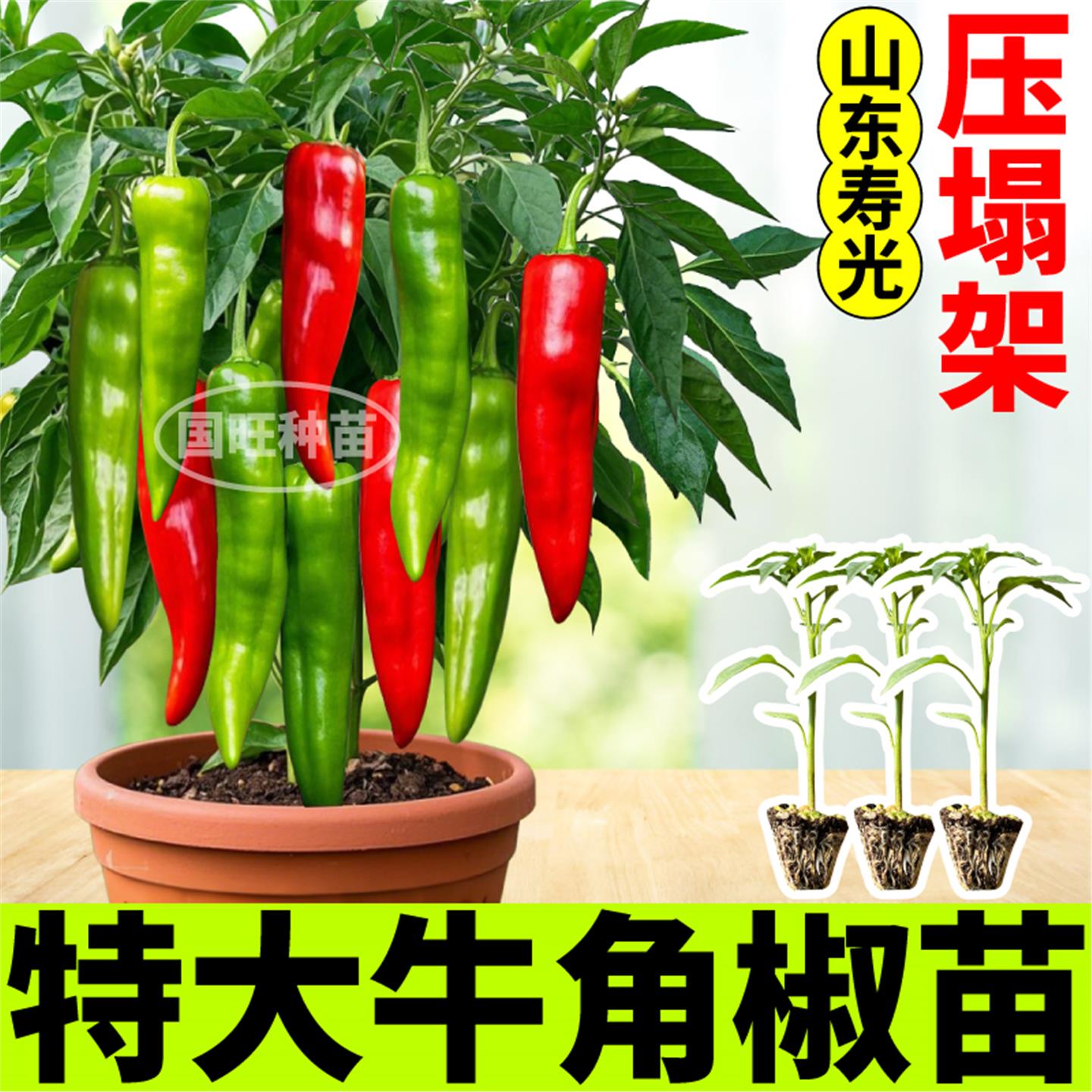 特大牛角椒辣苗秧四季压塌