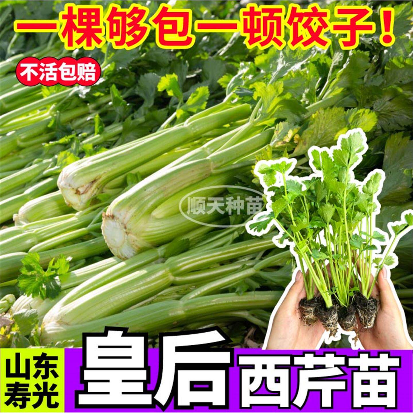 寿光西芹秧苗正宗皇后菜根