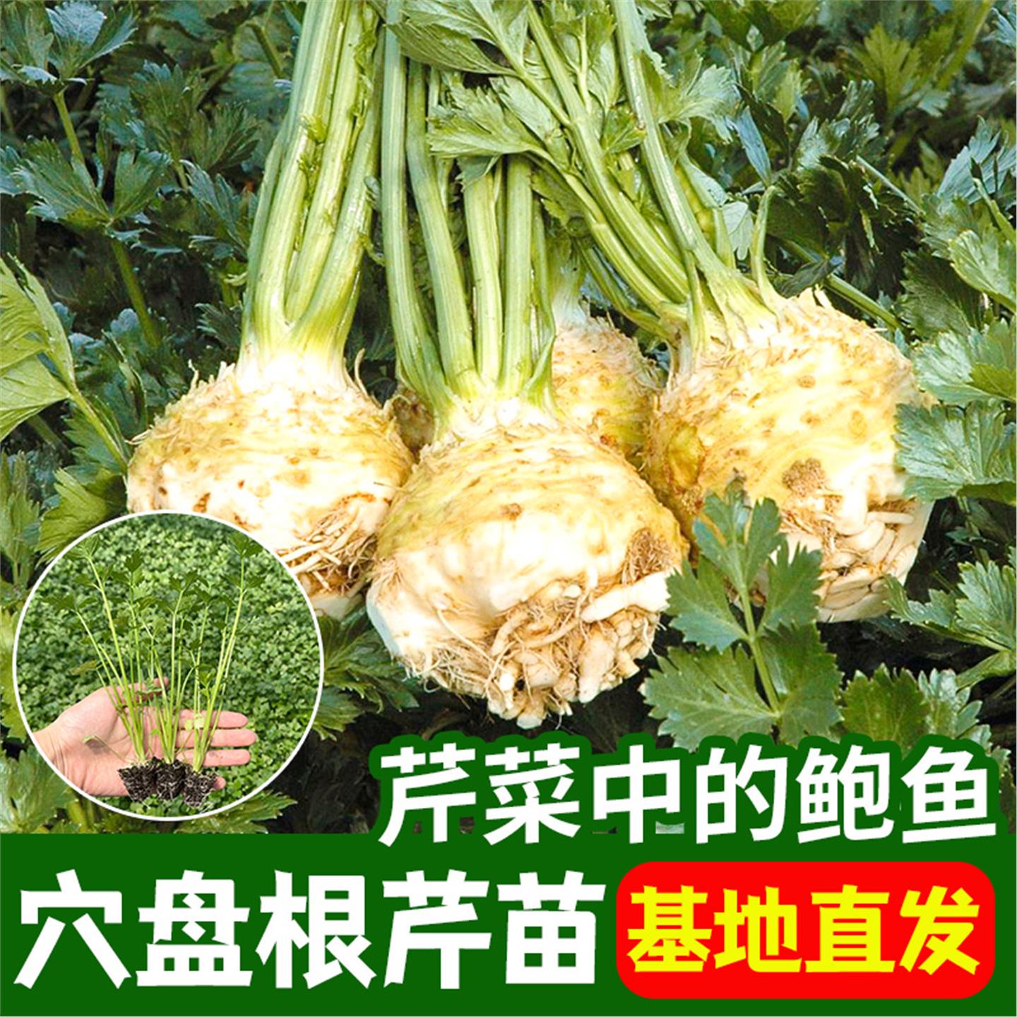 正宗地中海根芹秧苗带土球