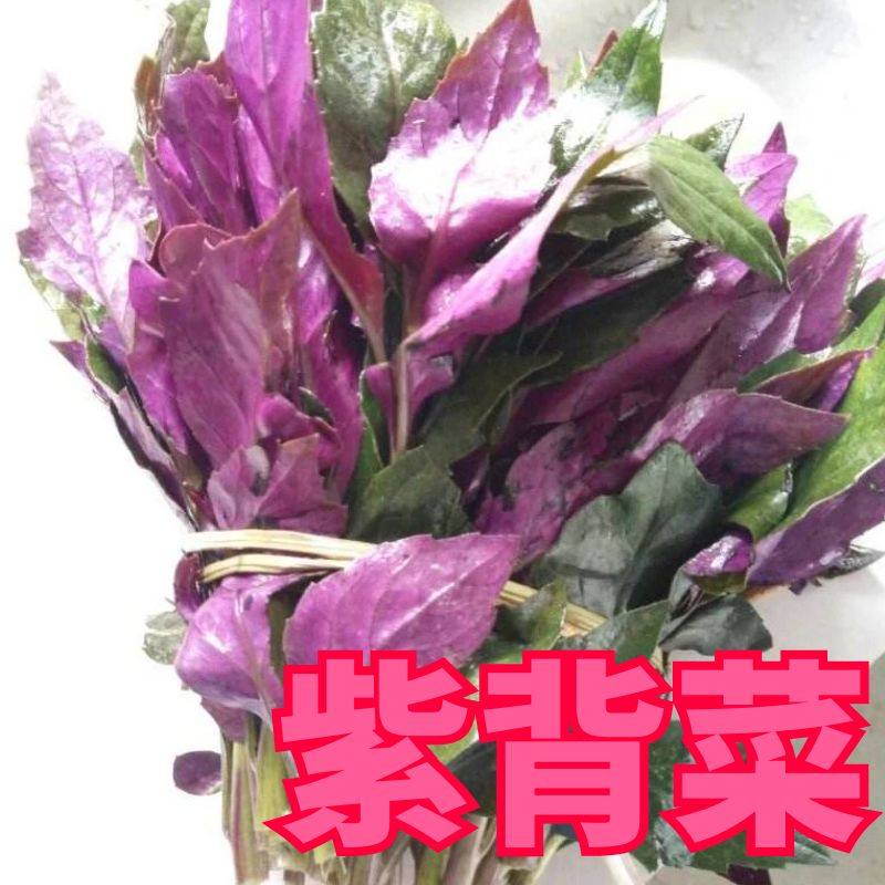 紫背天葵苗补血菜血皮菜四季盆栽阳台红凤菜苗观音菜苗紫背菜种苗