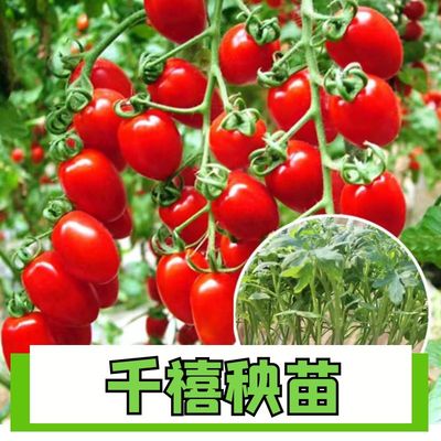 千禧幼苗矮生番茄苗圣女果千禧小番茄苗西红柿苗茄子菜苗丝瓜秧苗