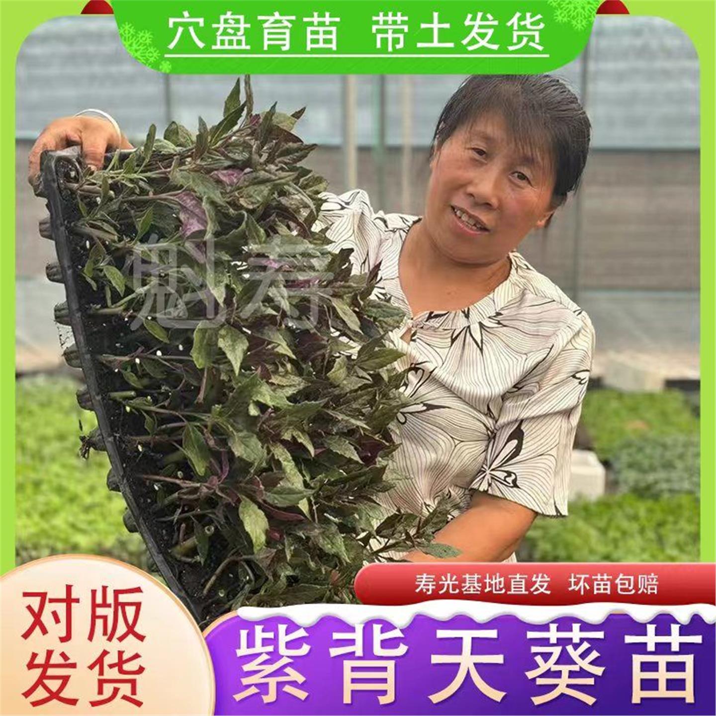 紫背天葵苗四季盆栽菜秧观