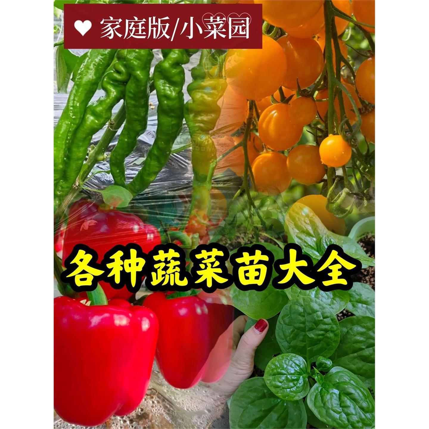 蔬菜苗茄子西瓜番辣椒四季