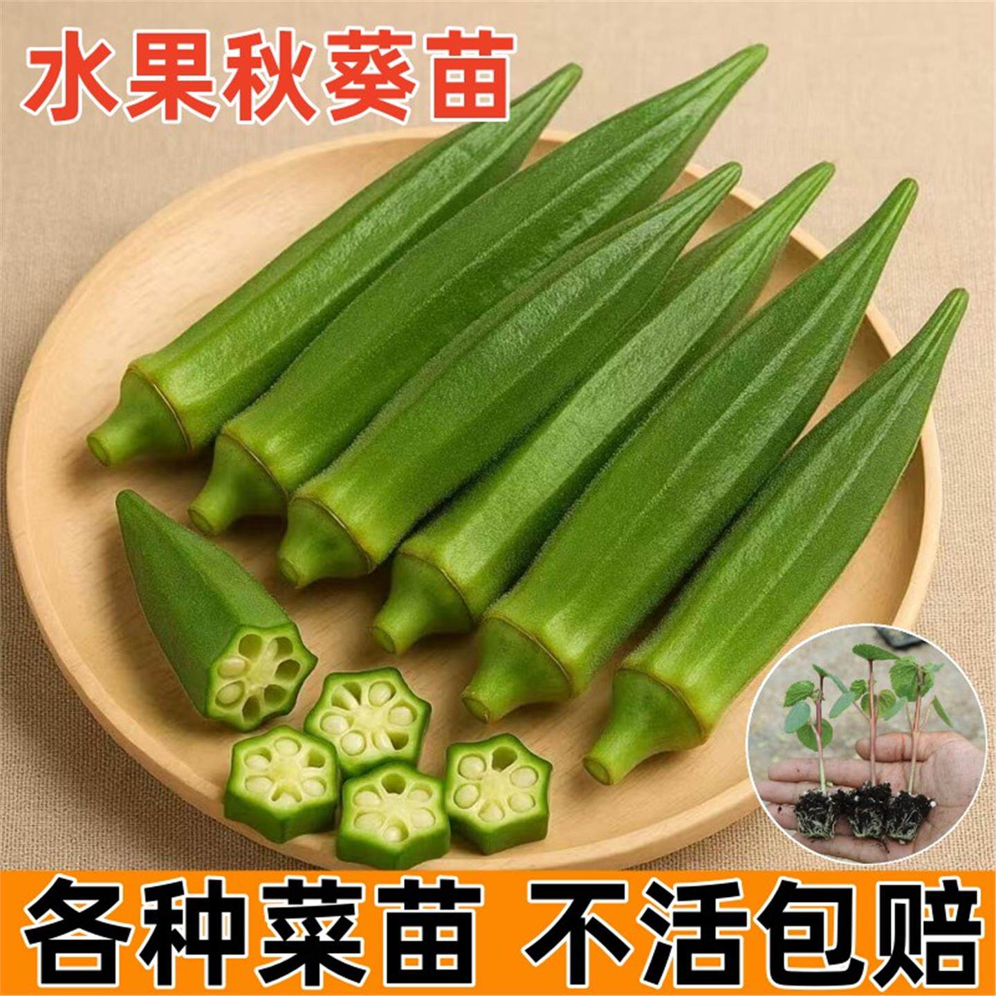 黄秋葵秧苗蔬菜大全红种庭